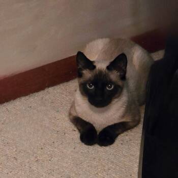 Domestic Short Hair Cats Available for Adoption - Dusk | PetCurious