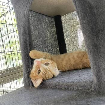 Jax (C000-222) - Costa Mesa Location -  Domestic Medium Hair Cat for Adoption in Chino Hills, California - Jax (C000-222) - Costa Mesa Location | PetCurious