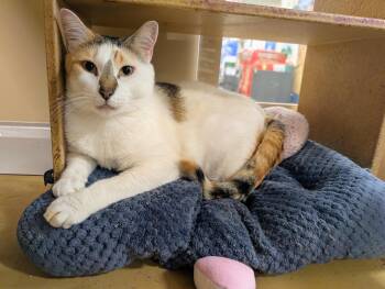 Tater Tot -  Domestic Short Hair Cat for Adoption in Pearland, Texas - Tater Tot | PetCurious