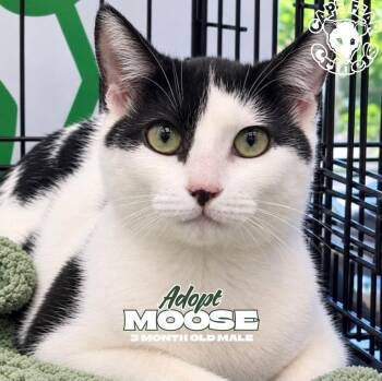 Moose -  Domestic Short Hair Cat for Adoption in Wilmington, North Carolina - Moose | PetCurious