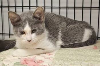 Rescue Domestic Long Hair Cats for Adoption in Sprakers, New York - Avril | PetCurious