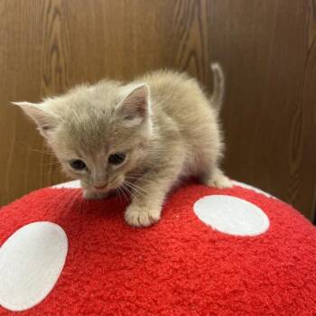 Papaya -  Domestic Short Hair Cat for Adoption in Greensboro, Georgia - Papaya | PetCurious