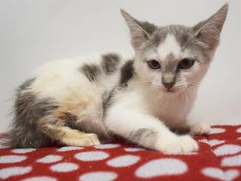 MONSTERA -  Domestic Short Hair Cat for Adoption in Sacramento, California - MONSTERA | PetCurious