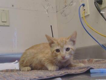 PARKER -  Domestic Short Hair Cat for Adoption in Sacramento, California - PARKER | PetCurious