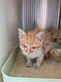 Mocha -  Domestic Short Hair Cat for Adoption in Westland, Michigan - Mocha | PetCurious