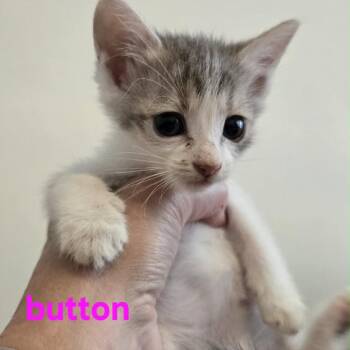 Button -  Domestic Short Hair Cat for Adoption in Spring Hill, Kansas - Button | PetCurious