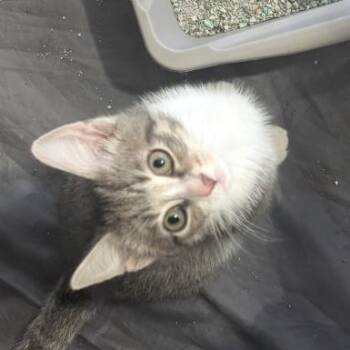 Domestic Short Hair Cats Available for Adoption in Reisterstown, Maryland - Lucas | PetCurious