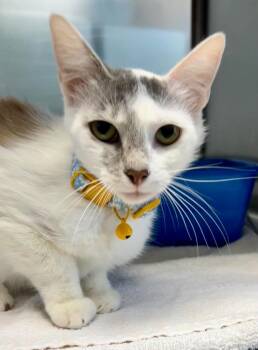 Domestic Short Hair Cats Available for Adoption in Cottonwood, Arizona - Daffodil | PetCurious