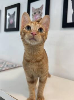 Rescue Domestic Short Hair Cats for Adoption in Chicago, Illinois - Hot Tub Johnny Rocket | PetCurious