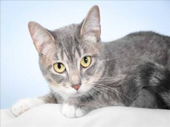 FUSILLI -  Domestic Short Hair Cat for Adoption in Loveland, Colorado - FUSILLI | PetCurious