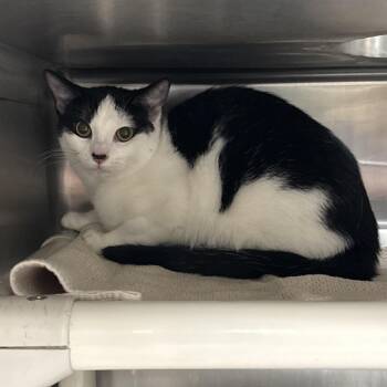 Ceviche -  Domestic Short Hair Cat for Adoption in Indianapolis, Indiana - Ceviche | PetCurious