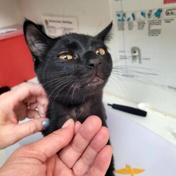 Carbon -  Domestic Short Hair Cat for Adoption in Belfair, Washington - Carbon | PetCurious