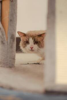 Mr. Sookie -  Ragdoll and Siamese Cat for Adoption in Lancaster, California - Mr. Sookie | PetCurious