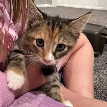 Bella -  Domestic Short Hair Cat for Adoption in Grantsville, Utah - Bella | PetCurious
