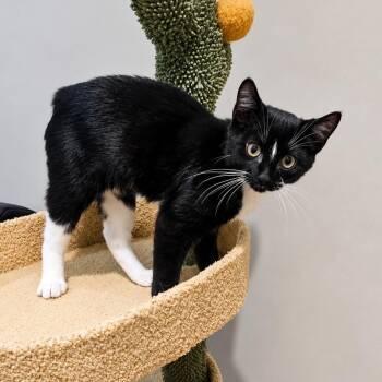 Gio The Gem -  Domestic Short Hair Cat for Adoption in Stamford, Connecticut - Gio The Gem | PetCurious