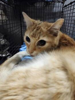 Domestic Medium Hair Cats Available for Adoption - CARRIE | PetCurious