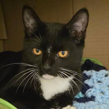 Sage -  Domestic Short Hair Cat for Adoption in Ballston Spa, New York - Sage | PetCurious