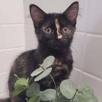 Princess Donut -  Domestic Long Hair Cat for Adoption in Monroe, Michigan - Princess Donut | PetCurious