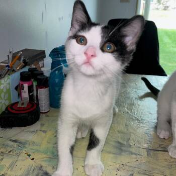 Rescue Domestic Short Hair Cats for Adoption in Midland, Michigan - Poppi - Courtesy Post | PetCurious