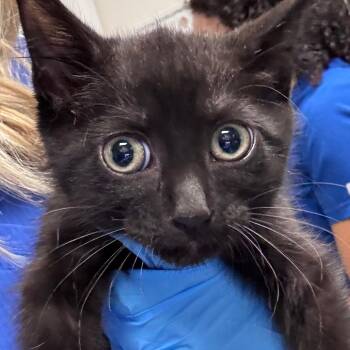 Willow -  Domestic Short Hair Cat for Adoption in Greenville, South Carolina - Willow | PetCurious