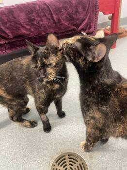 Cheese -  Domestic Short Hair Cat Available for Adoption in Trenton, Maine - Cheese | PetCurious