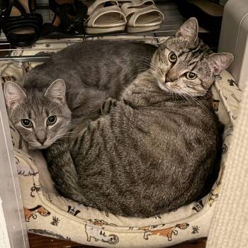 Almond & Cashew (playful and loving BFFs) -  Domestic Short Hair Cat for Adoption in Lemoyne, Pennsylvania - Almond & Cashew (playful And Loving BFFs) | PetCurious