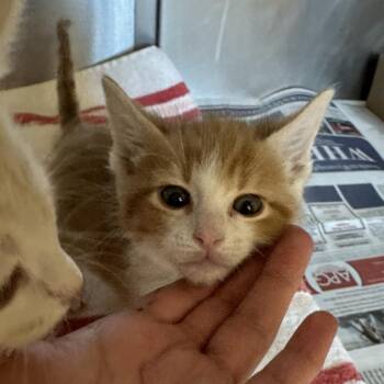 Ian -  Domestic Short Hair Cat for Adoption in Cheyenne, Wyoming - Ian | PetCurious