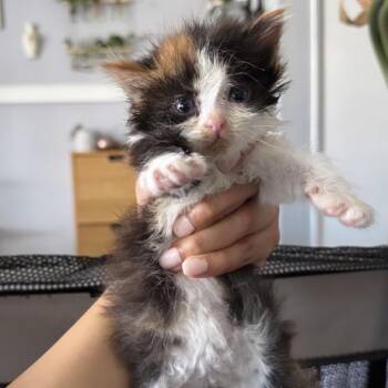 Domestic Short Hair Cats Available for Adoption in Costa Mesa, California - Gloria | PetCurious