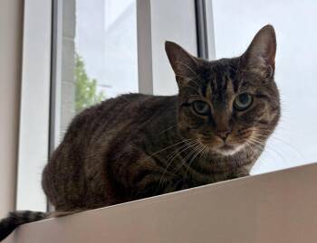 Bibi -  Domestic Short Hair Cat for Adoption in Delson, Quebec - Bibi | PetCurious