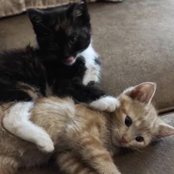 Nick -  Domestic Short Hair Cat for Adoption in Overland Park, Kansas - Nick | PetCurious