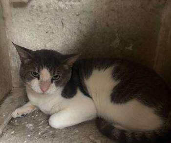 Gent -  Domestic Short Hair Cat for Adoption in Corpus Christi, Texas - Gent | PetCurious