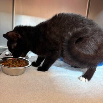 Gilbert -  Domestic Short Hair Cat for Adoption in Bristol, Indiana - Gilbert | PetCurious