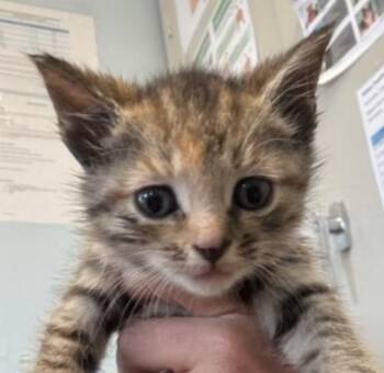 Notebook -  Domestic Short Hair Cat for Adoption in Marshall, North Carolina - Notebook | PetCurious