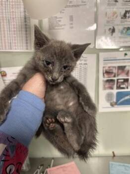 Russian Blue and Domestic Short Hair Cats Available for Adoption in Picayune, Mississippi - Dorito | PetCurious