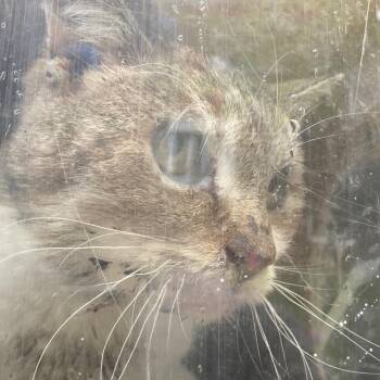 Domestic Short Hair Cats Available for Adoption in Philadelphia, Pennsylvania - Flexo | PetCurious