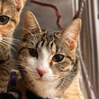 The Soul That Lingers -  Domestic Short Hair Cat for Adoption in Davenport, Iowa - The Soul That Lingers | PetCurious