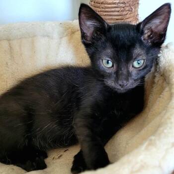 Squirt -  Domestic Short Hair Cat for Adoption in La Grange, Kentucky - Squirt | PetCurious
