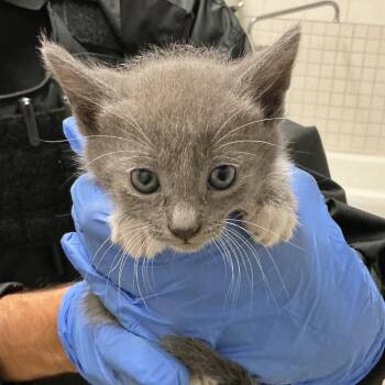 Shadow* -  Domestic Short Hair Cat for Adoption in San Gabriel, California - Shadow* | PetCurious