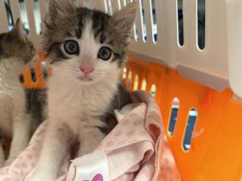 Domestic Medium Hair Cats Available for Adoption in Ontario, California - MOUSE | PetCurious