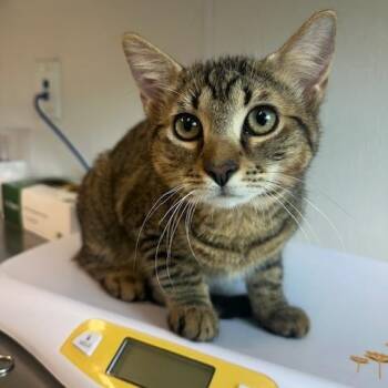 Domestic Medium Hair Cats Available for Adoption in Clearwater, Florida - Sparrow | PetCurious