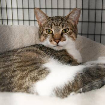 Ainsley -  Domestic Short Hair Cat for Adoption in Trenton, New Jersey - Ainsley | PetCurious