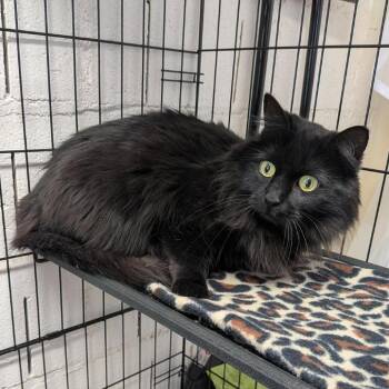Domestic Long Hair Cats Available for Adoption - Gypsy | PetCurious