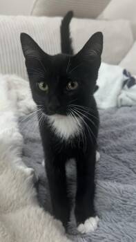 Bombadil -  Domestic Short Hair Cat for Adoption in Lemoyne, Pennsylvania - Bombadil | PetCurious