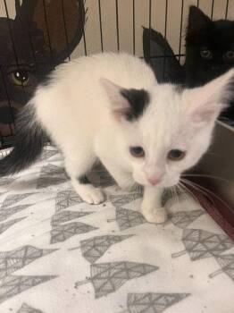 Sophie Piper -  Domestic Short Hair Cat for Adoption in Webster, Wisconsin - Sophie Piper | PetCurious