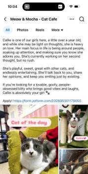 Domestic Short Hair Cats Available for Adoption - Callie | PetCurious