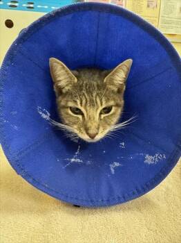 Domestic Short Hair Cats Available for Adoption in Fremont, California - A198171 | PetCurious