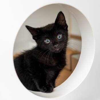Puff -  Domestic Short Hair Cat for Adoption in New York, New York - Puff | PetCurious
