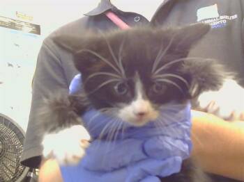 A926586 -  Domestic Short Hair Cat for Adoption in Sacramento, California - A926586 | PetCurious