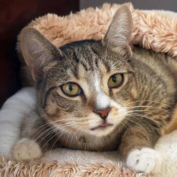 Domestic Short Hair Cats Available for Adoption in Port Washington, New York - Laney | PetCurious