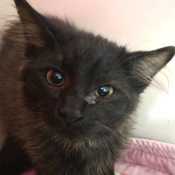 Link -  Domestic Medium Hair Cat for Adoption in Oshkosh, Wisconsin - Link | PetCurious